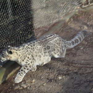 Snow Leopard On The Hunt