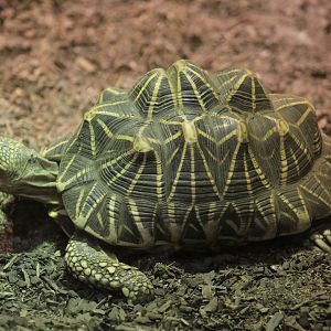 Indian Star Tortoise