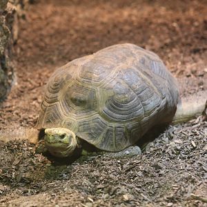 Elongated Tortoise