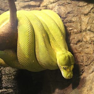 Green Tree Python