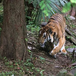 South China tiger prowling