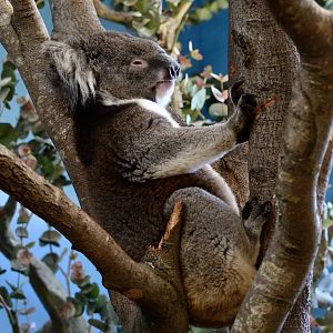 Koala "Dennis" - May 2019
