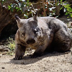 Hairy Nosed Wombat "Deacon" - May 2019