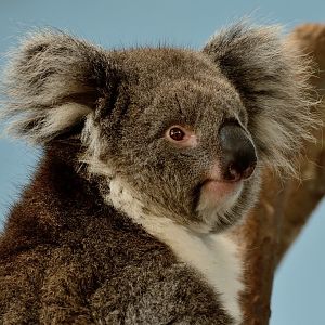 Koala "Maize" - May 2019