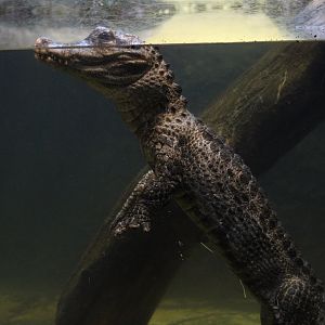 Chinese Alligator