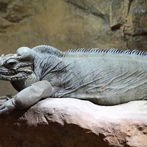 Rhinoceros Iguana