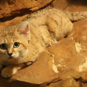Arabian Sand Cat