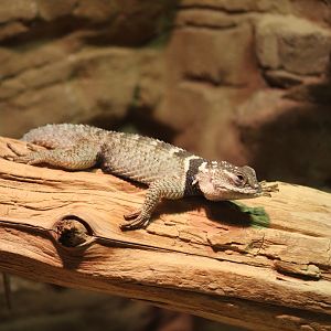 Crevice Spiny Lizard