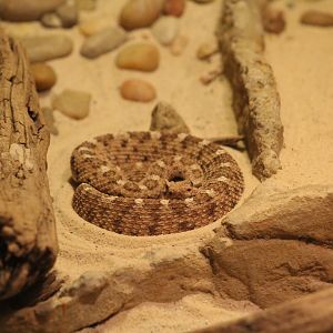 Sonoran Desert Sidewinder
