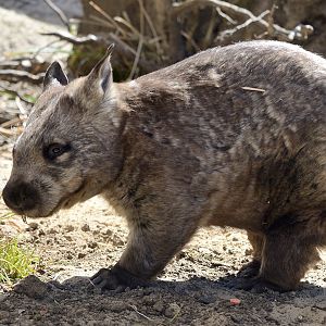 Hairy Nosed Wombat "Deacon" - May 2019