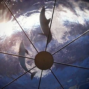 Jun. 2019 - The Dolphin Dome