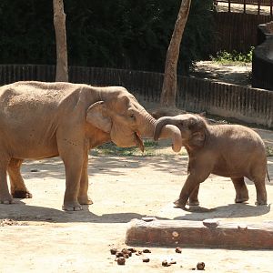 Asian Elephant