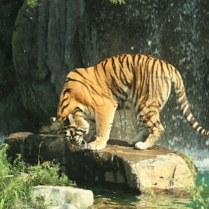 Siberian Tiger