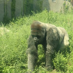 Lowland Gorilla