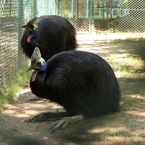 Southern Cassowary