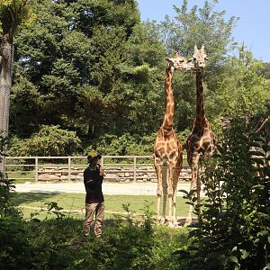 Giraffe Feeding by zookeeper