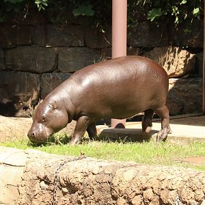 Pygmy Hippopotamus