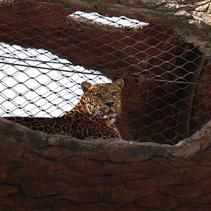 North Chinese Leopard