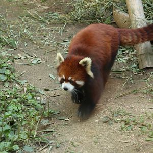 Red Panda