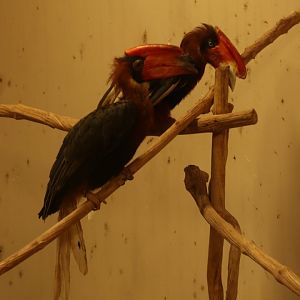 Rufous Hornbill