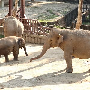Asian Elephant Herd