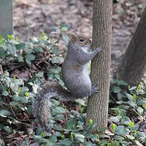 Eastern Grey Squirrel