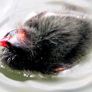 Young moorhen; Barnes; 9th June 2019
