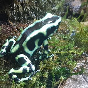 Dendrobates auratus