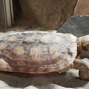 Pancake tortoise