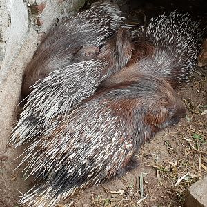 Porcupines with young
