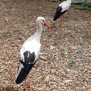 European white storks