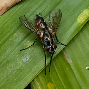 Red-sided tachinid fly - Mintho rufiventris