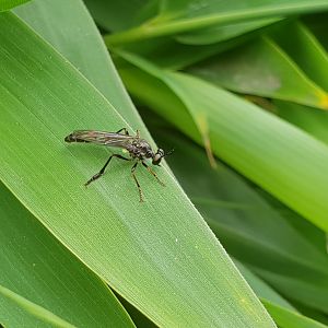 Robber fly - Dioctria hyalipennis