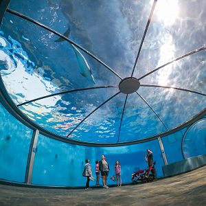Jun. 2019 - The Dolphin Dome