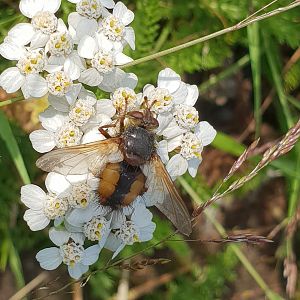 Fierce tachinid fly - Tachina fera