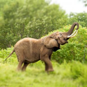 Jun. 2019 - Plains - African Bush Elephant
