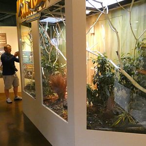 Jun. 2019 - Deserts - New! Extreme Snakes - Black + Green Mamba Exhibits