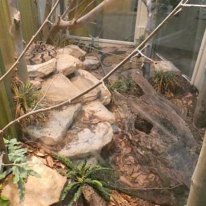 Jun. 2019 - Deserts - New! Extreme Snakes - Copperhead + Timber Rattlesnake + Cottonmouth Exhibits
