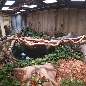 Jun. 2019 - Deserts - New! Extreme Snakes - Reticulated Python Exhibit