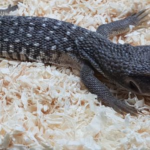 Baby Varanus exanthematicus