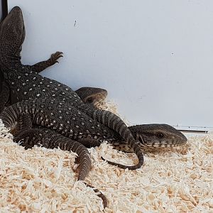 Babies Varanus exanthematicus