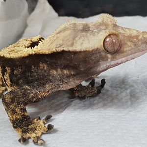 Crested gecko
