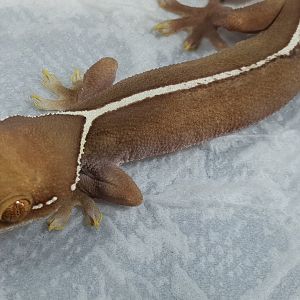 Gecko vittatus