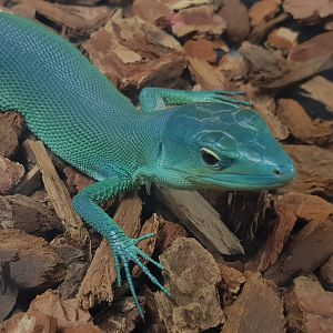 Gastropholis prasina