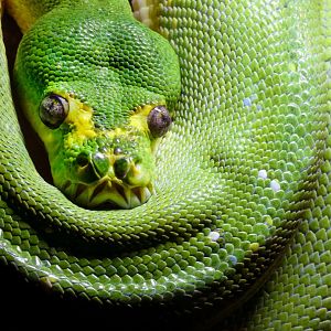 Jun. 2019 - Deserts - New! Extreme Snakes - Green Tree Python