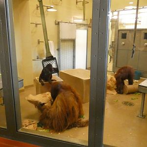Jun. 2019 - International Orangutan Center - Lab