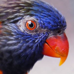 Jun. 2019 - Flights of Fancy: A Brilliance of Birds - Green-naped Lorikeet