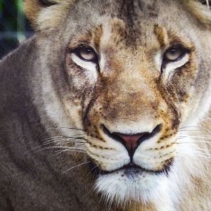 Jun. 2019 - Plains - Lioness