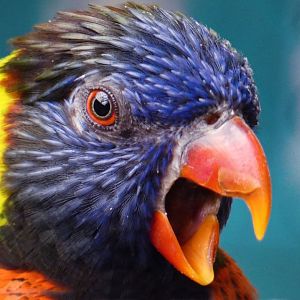 Jun. 2019 - Flights of Fancy: A Brilliance of Birds - Green-naped Lorikeet