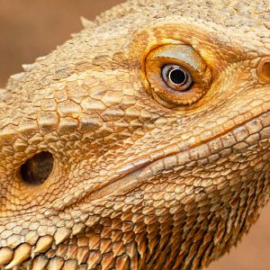 Jun. 2019 - Deserts - Bearded Dragon